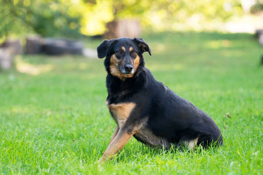Отдам в хорошие руки послушную собаку Динару.