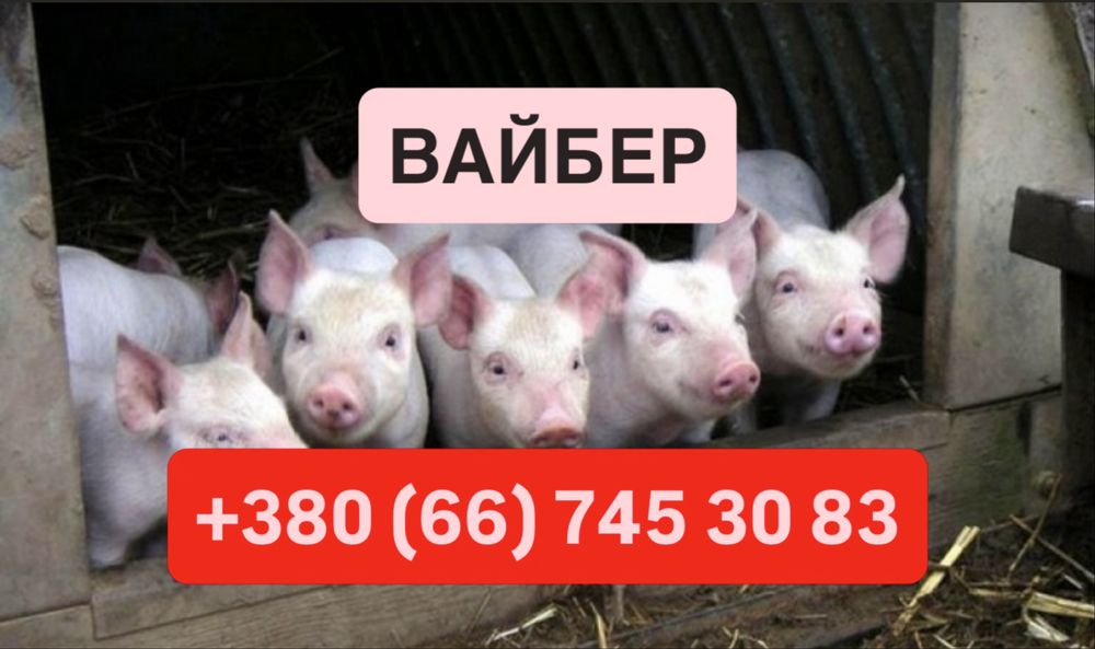 Продам поросят 15-25 кг 100 поросят