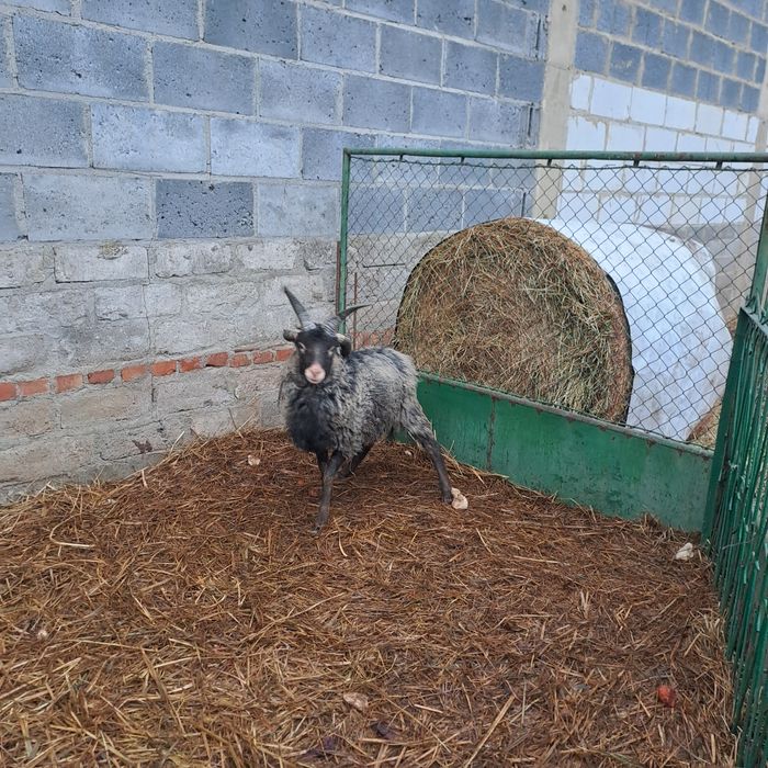 Witam sprzedam  barany