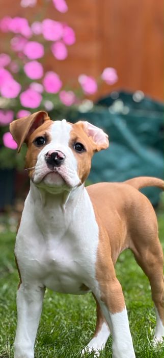 Amstaff ZKWP FCI American Staffordshire Terrier