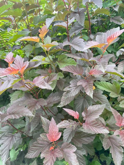 Пухиреплідник з жовтим листям і бордовим