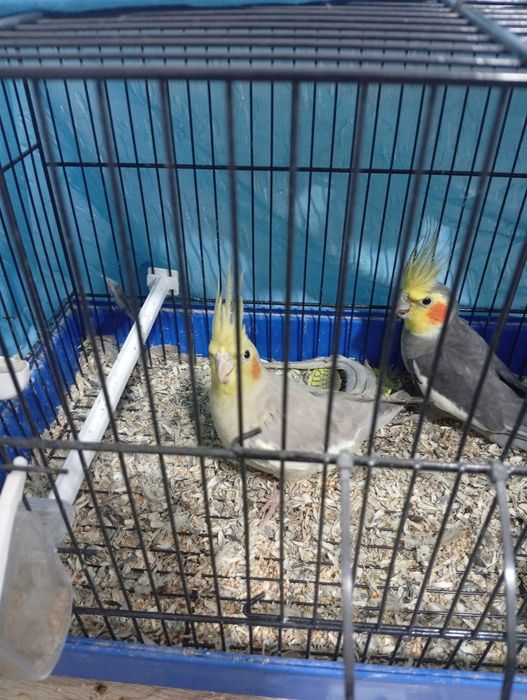 Vendo casal de caturras