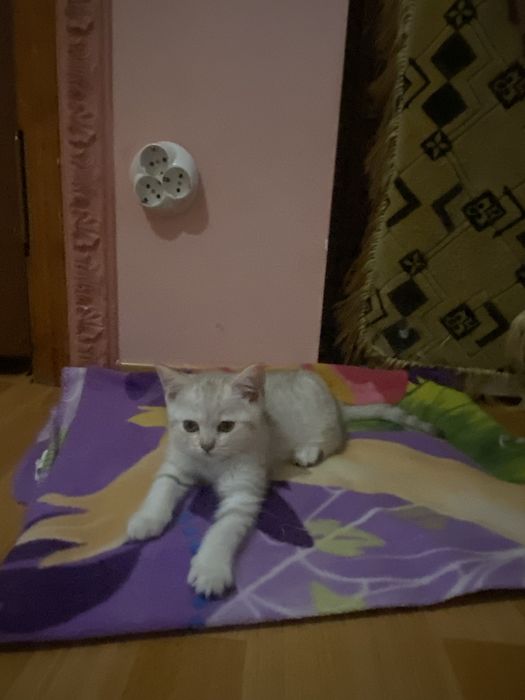 Прямовухий британець