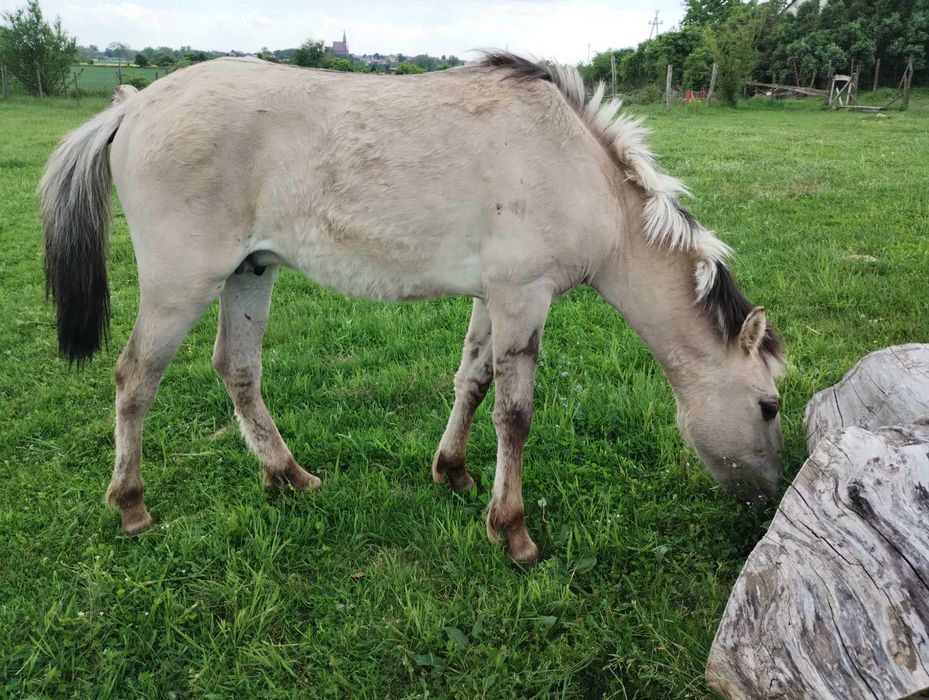 konik polski -  2 ogierki