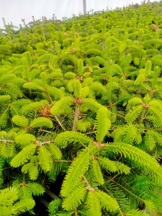 Jodła kaukaska WYSYŁKA 4-letnia Ambrolauri doniczka P9