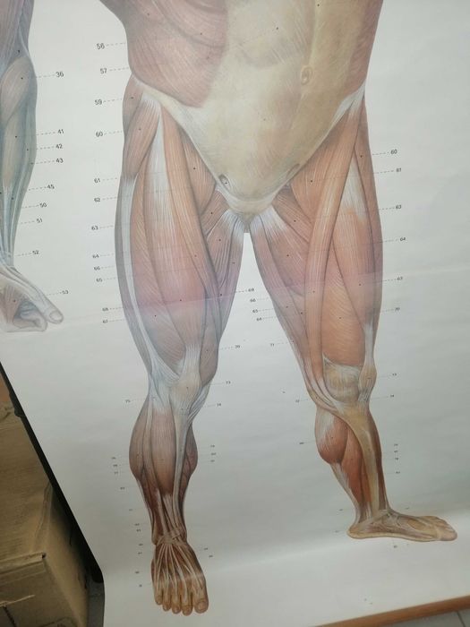 Mapa do corpo humano