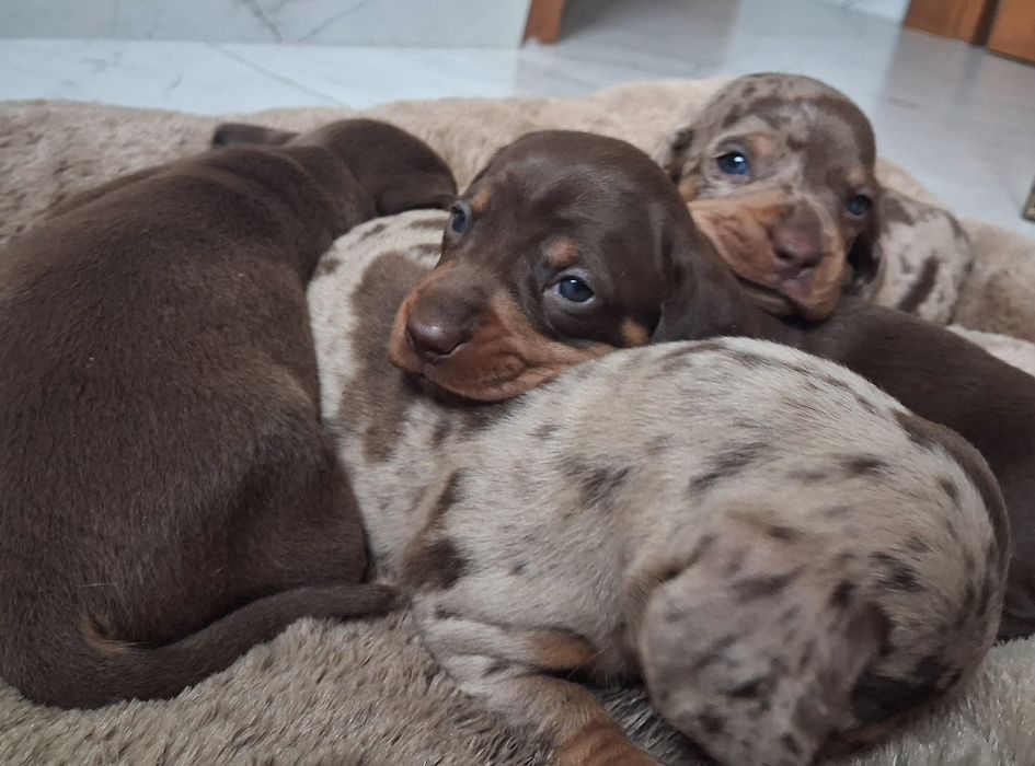Jamnik choco merle standard