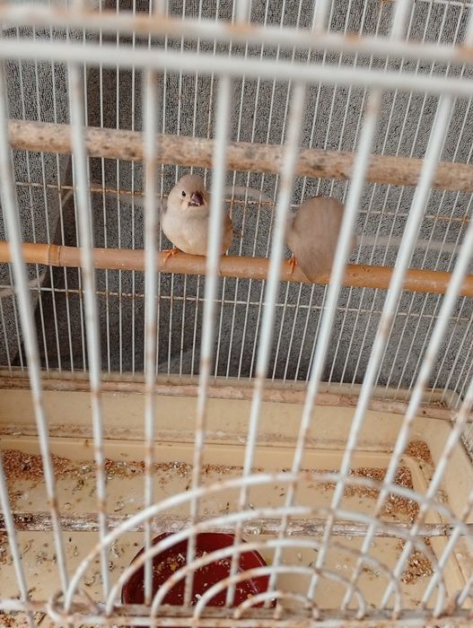 Vendo dois mandarins 8 euros cada um