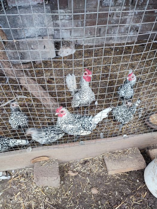 Сибрайты и фавероль