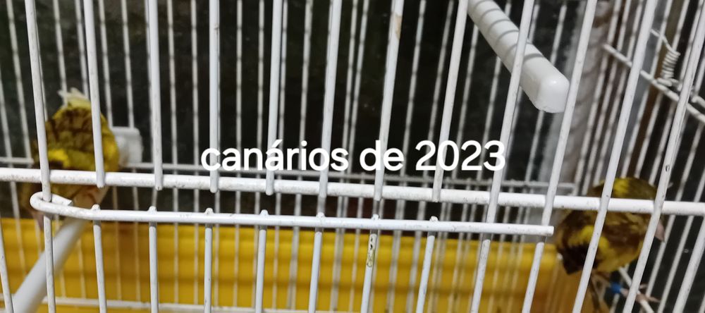 Canários de 23 machos