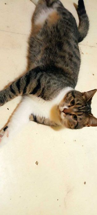 Котики-хлопчики шукають сім'ю