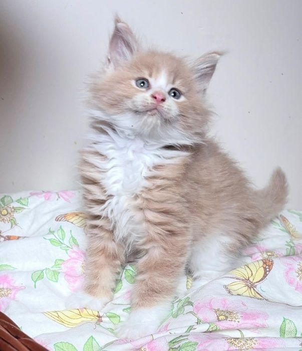 Maine Coon - Piękny kocurek !