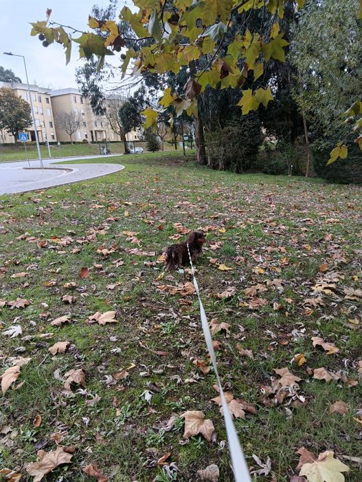 Petsitting & Dogwalking