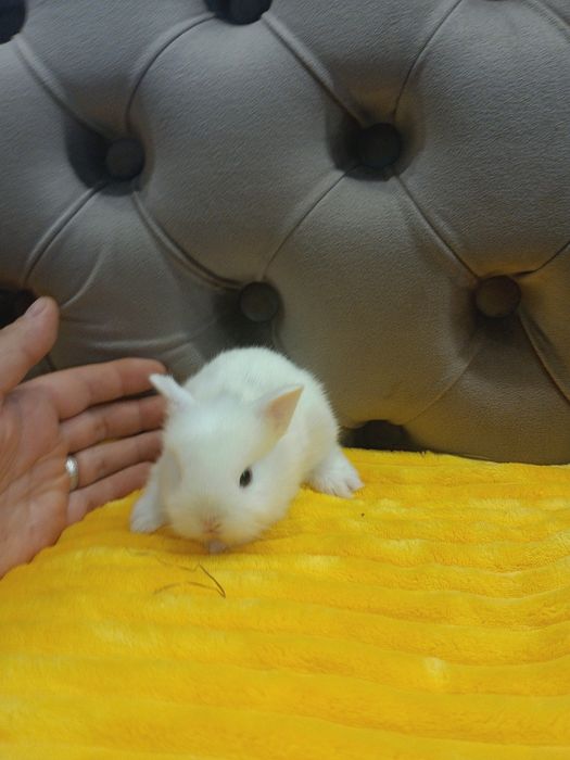 Карликові кролики,міні кролики,мініатюрні кролики,карликові міні кроли