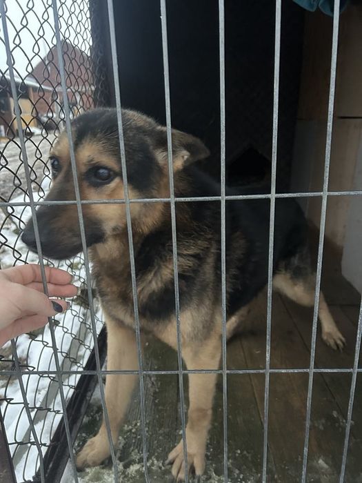 Atos, uwielbia ludzi i czeka na dom