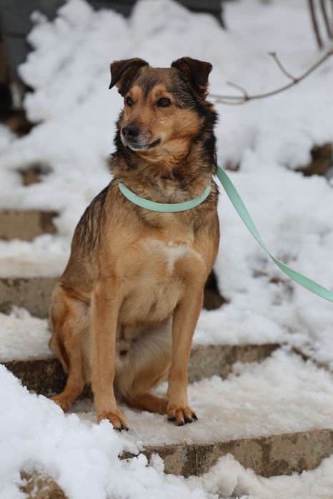 Przytulaśny samiec do adopcji