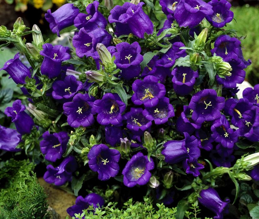 Семена компанулы.