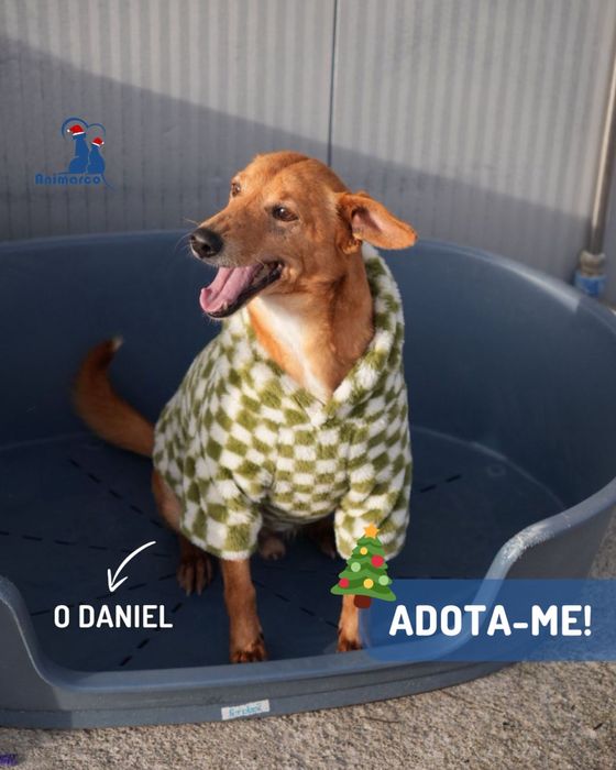 Daniel - cao de porte pequeno medio