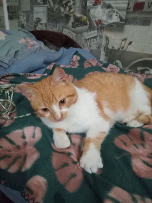 Лагідний котусик у добрі руки