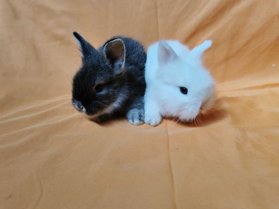 KIT Coelhos anões mini hôlandes e mini toy desparasitados e vacinados