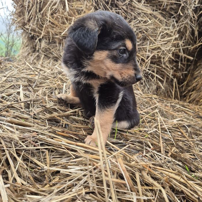 Oddam pieska w dobre ręce