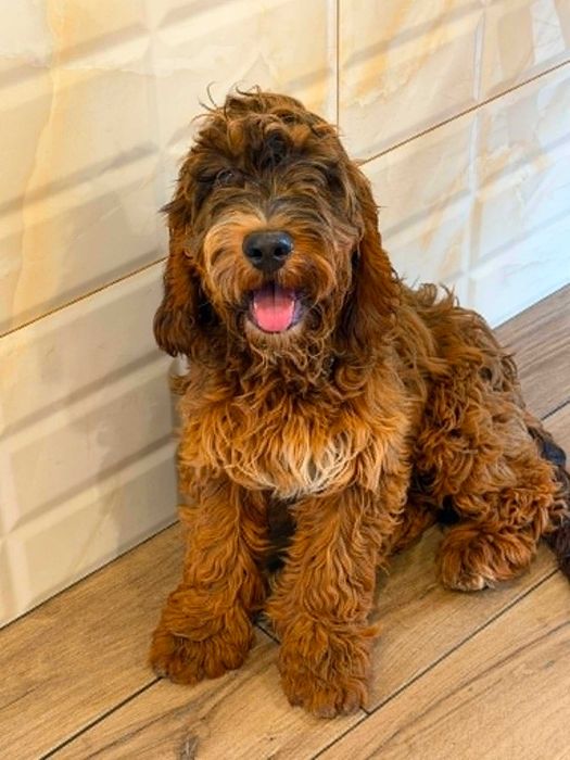 Cockaopoo f1 -gotowy do odbioru