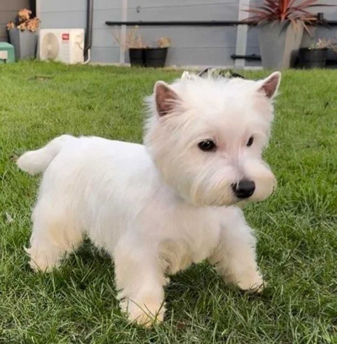 West Highland White Terrier