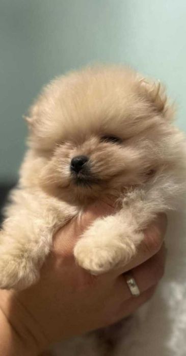 Okazja!!! Szpic miniaturowy do rezerwacji