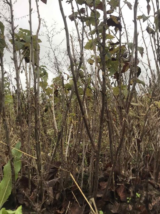 Саджанці та штобри чорної смородини сорту софіївська