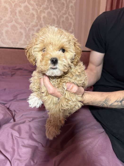 Чарівний хлопчик мальтіпу F-1