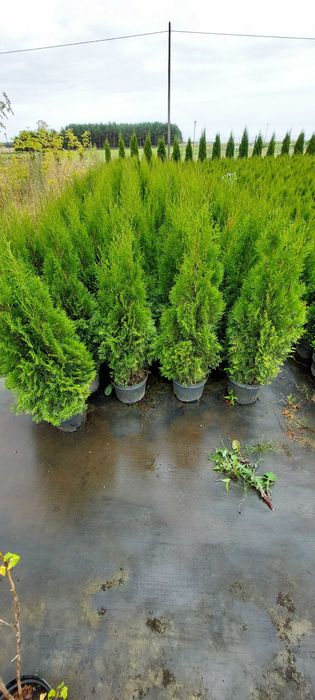 Tuja SZMARAGD 140-160cm doniczka 7,5/10L