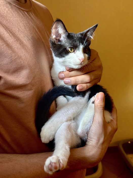 Кошенятко котик кіт кот в гарні руки безкоштовно