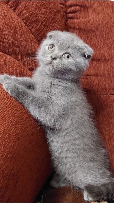 Scottish fold com 2 meses