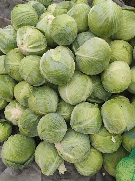 Капуста пізня.Сорт анкома