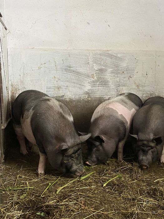 В'єтнамські  свині. Ціна договірна.