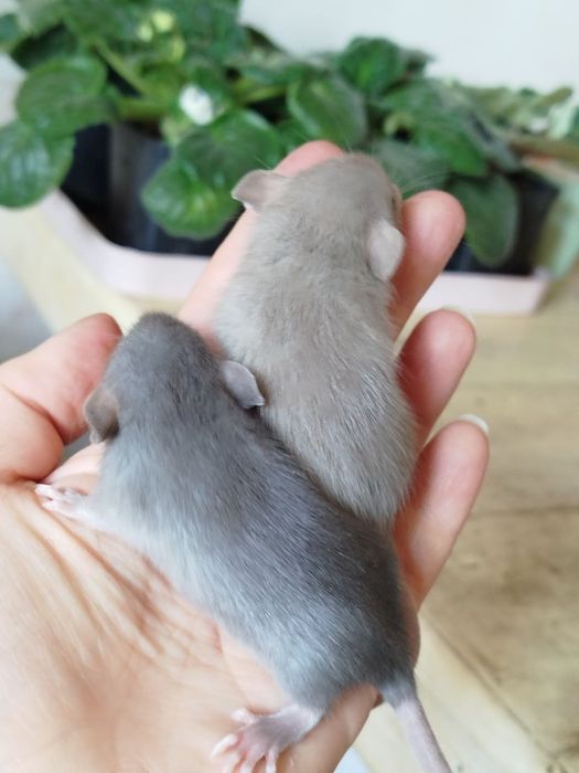 Крысенок дамбо. Девочки