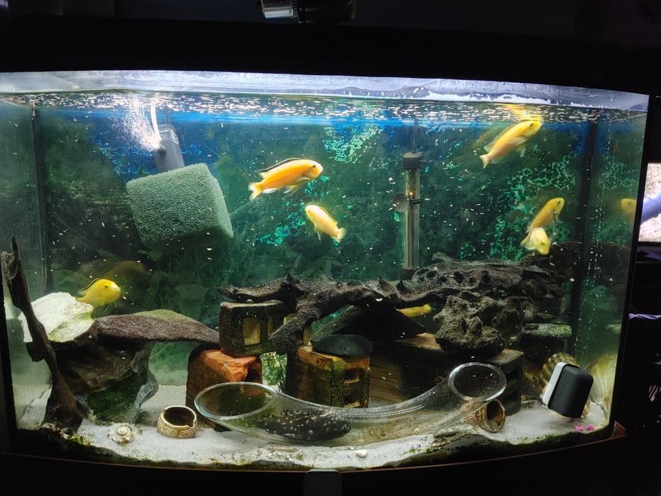 Sprzedam akwarium ze wszystkim