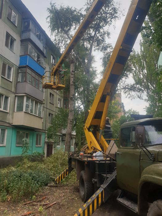 Спил дерев з автовишки | Санітарна обрізка, омолодження, кронування