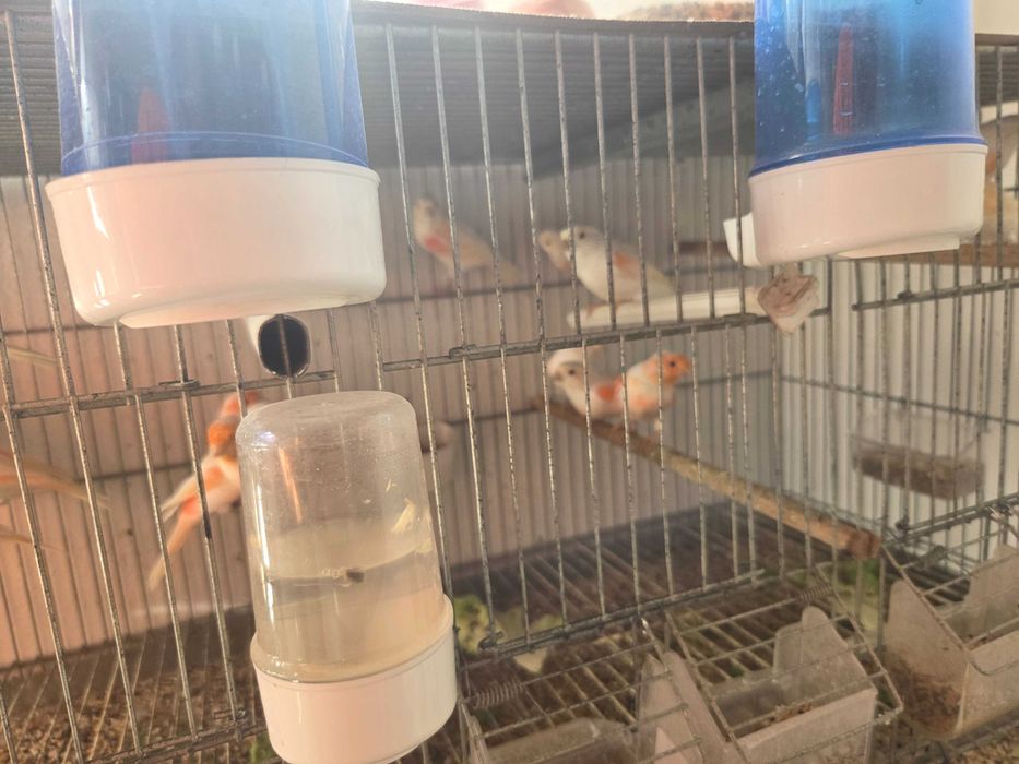 Canários mosaicos vermelhos e variáveis