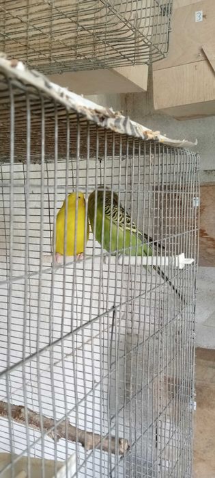 Casal de piriquitos inglês