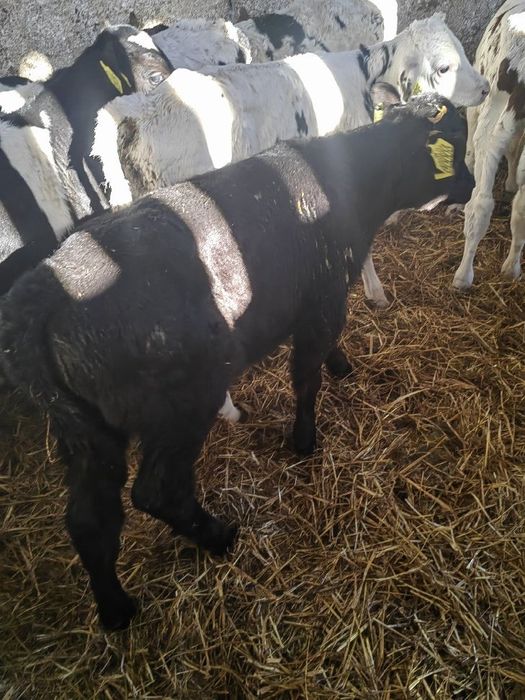 Cielaki z Polskich gospodarstw