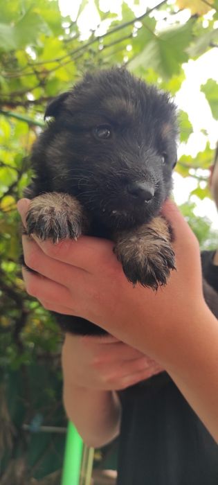 Продам цуценят німецької вівчарки