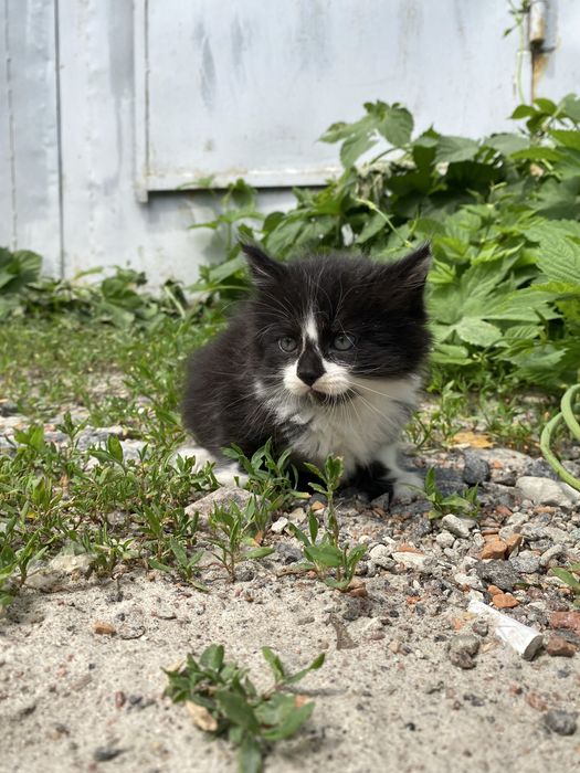 Кошенята безоплатно
