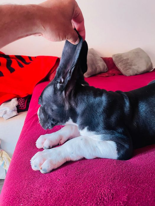 dog alemão macho