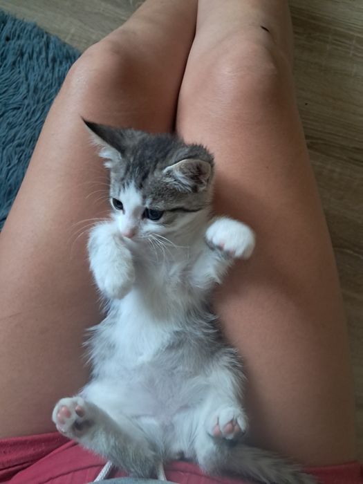 Маленькі котики, кошенята шукають дім