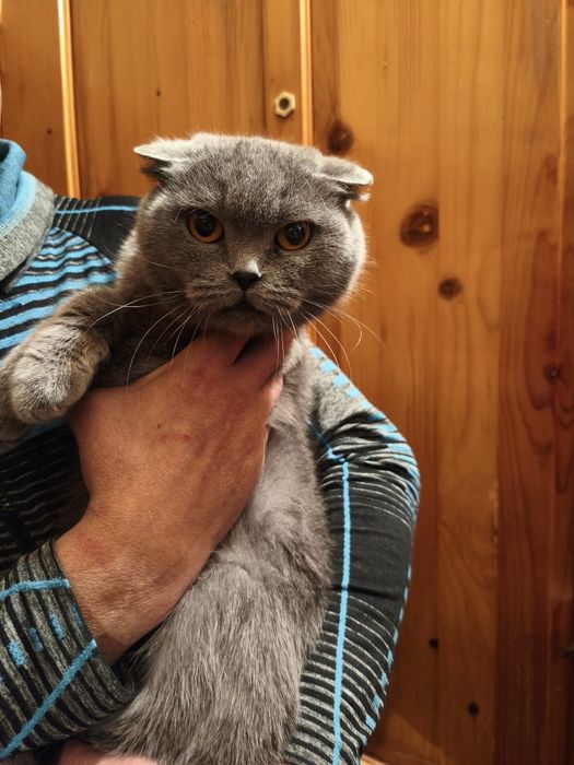 Британська кішка