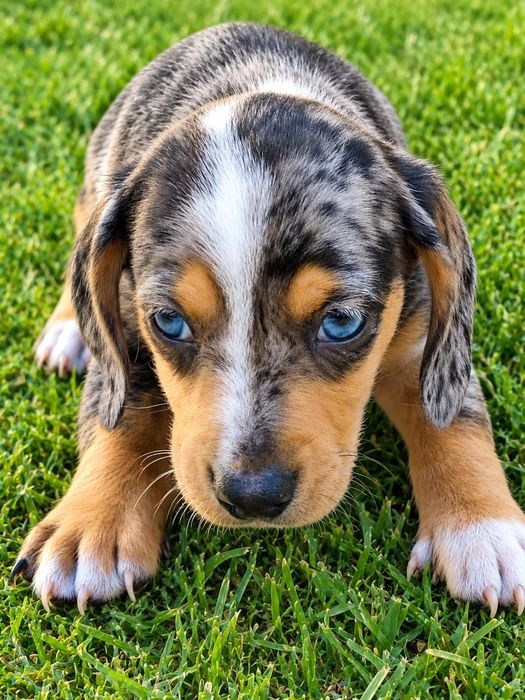 Teckel macho Caninchen