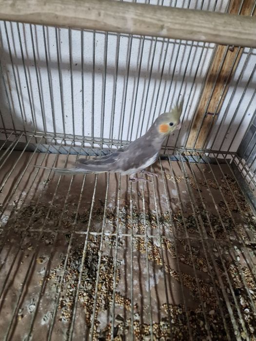 Roseicollis e caturras final 2025