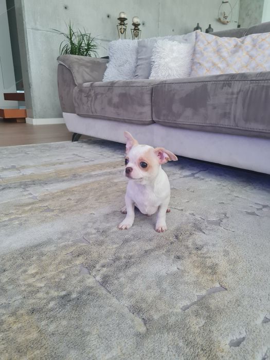 Excelente mini menino Chihuahua/Chiuaua LinhagemRussa de Qualidade