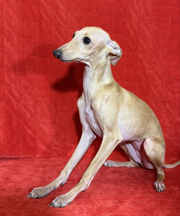 Charcik Wloski szczenięta sunia suczka